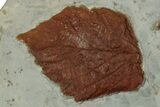 Wide Plate with Five Fossil Leaves (Three Species) - Montana #356542-4